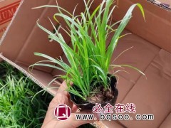 苔草