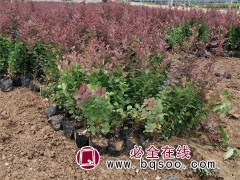 紫叶小檗