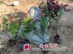 紫叶小檗