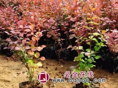 紫叶小檗