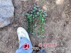紫叶小檗