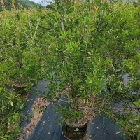 美花红千层批发 串钱柳树苗 绿化植物 开花树盆栽 大量供应 质优价廉 漳州花卉