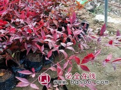火焰南天竹