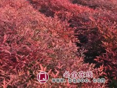 火焰南天竹