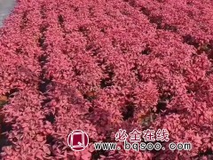 火焰南天竹
