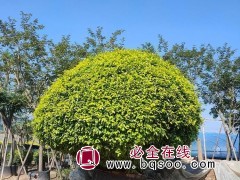 黄金榕球