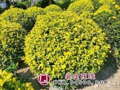 黄金榕球