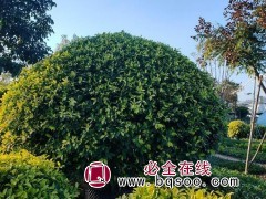 黄金榕球