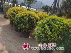 黄金榕球