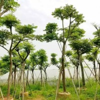 台湾栾树 基地种植假植苗 容器苗 喜光 稍耐半荫的植物 杰记