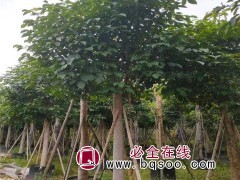 重阳木