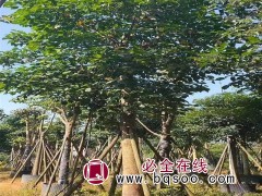 重阳木