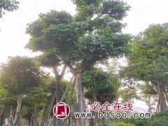 重阳木