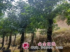 重阳木