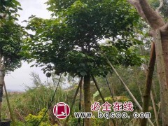重阳木