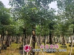 重阳木