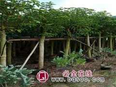重阳木