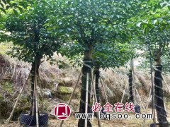 重阳木