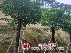 重阳木