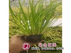 金叶石菖蒲杯苗 多年生常绿草本植物 金叶石菖蒲 青州花卉基地图1