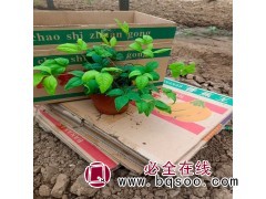 火焰南天竹基地 规格齐全 红叶南天竹价格 四季常青 青州花卉图1