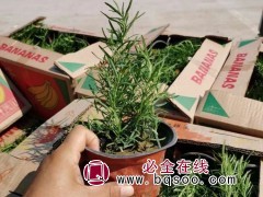迷迭香