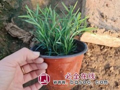 迷迭香