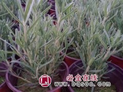 迷迭香