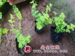 金钱草
