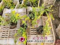 金钱草