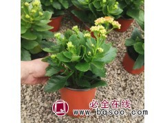重瓣长寿花 四季开花不断 室内绿植租摆观赏 青州花卉苗木基地图1