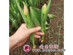 倾城 宿根花卉花海工程苗 郁金香种球耐寒早春花卉 青州花卉图1