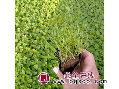 白三叶 小苗培育 耐热抗寒 根系发达生长繁茂 青州花卉苗木基地图1