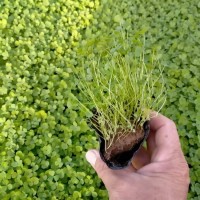 白三叶 小苗培育 耐热抗寒 根系发达生长繁茂 青州花卉苗木基地