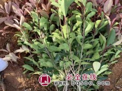 红叶石楠