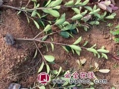 红叶石楠