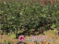红叶石楠