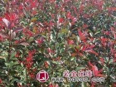 红叶石楠