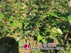 红叶石楠