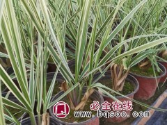 花叶蒲苇