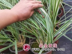 花叶蒲苇