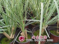 花叶蒲苇