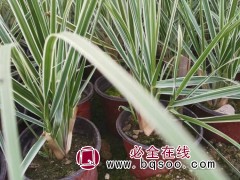 花叶蒲苇