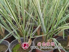 花叶蒲苇