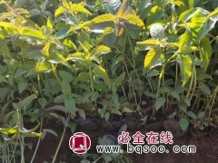 美国薄荷