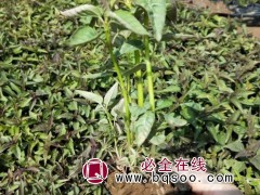 美国薄荷