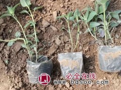 美国薄荷