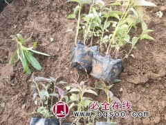 美国薄荷