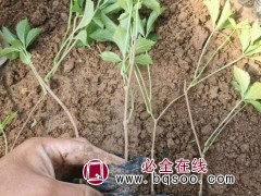 五叶地锦