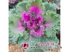 羽衣甘蓝 冬季室外租摆用耐寒宿根杯苗 悦洋花卉 青州花卉图1